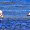 Pair of Chilean Flamingos, Chacabuco Valley - Patagonia